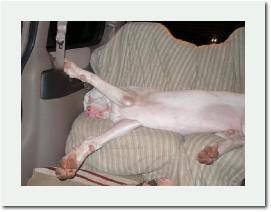 Aspensleeping