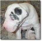 belleduganpups3weeks002