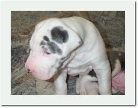 belleduganpups3weeks002