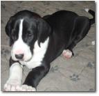 belleduganpups6weeks002