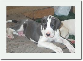 Blue7weeks