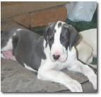 Blue7weeks1a