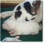 bluepups3days002