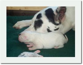 bluepups3days002