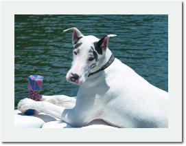 Chloethewaterdog