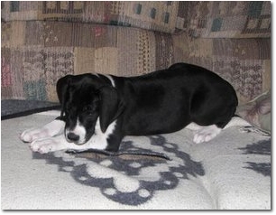 DEmantlefemale8weeks