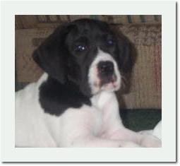 Jasper7weeks