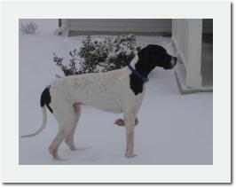 Jasperinthesnow