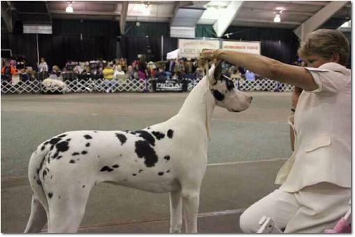 Liahnationals20132