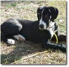 SamEmDubpup15weeks
